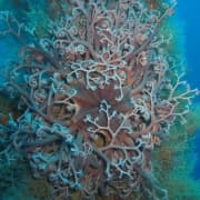 Pecio la draga pequeña